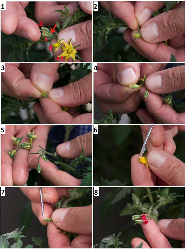 Emasculation and pollination technique