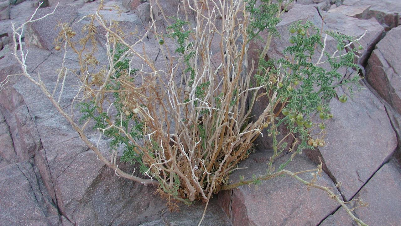 S. sitiens growing in rock crevice