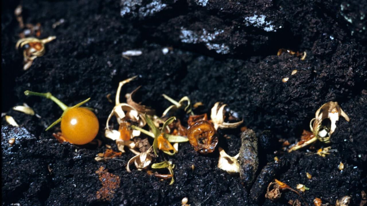 Fruit remains of a Galapagos tomato, S. cheesmaniae, possibly eaten by rodents