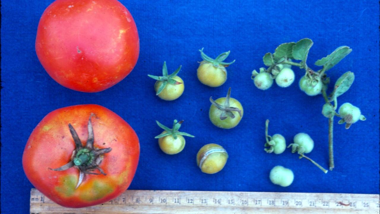 Fruit of pennellii and its hybrid with tomato