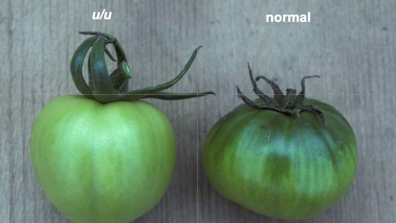 Uniform ripening vs green shoulders