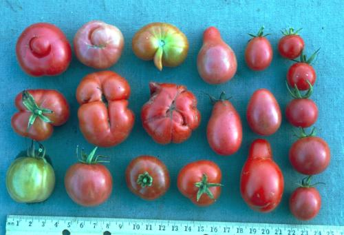 A fruit sample of indigenous varieties from a market in Tarapoto, Peru