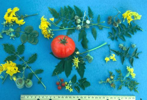 Leaves, flowers and fruit of several tomato species