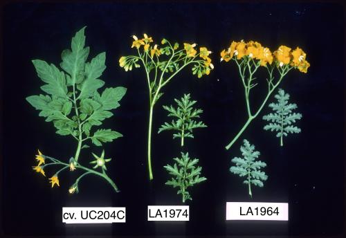 S. lycopersicum, S. sitiens and S. lycopersicoides
