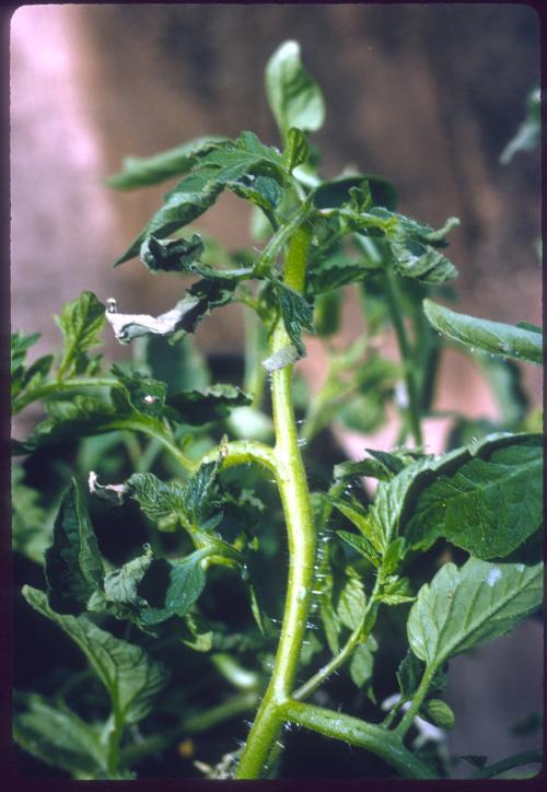 notabilis mutant with burned leaf margins