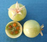 Fruit of S. sitiens