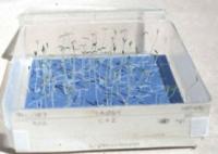 Seed germination box